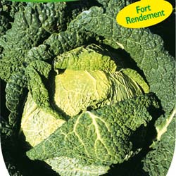 Savoy Cabbage king F1 Hybrid